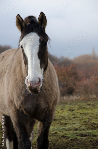 horse in the field