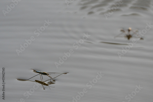 Close up of water striders on the surface of a pond
