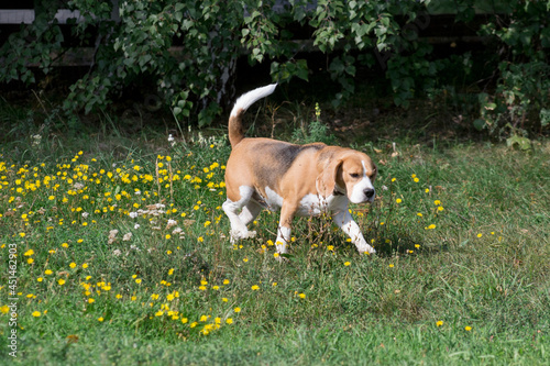 Cute english beagle puppy is walking on a green grass in the summer park. Pet animals.