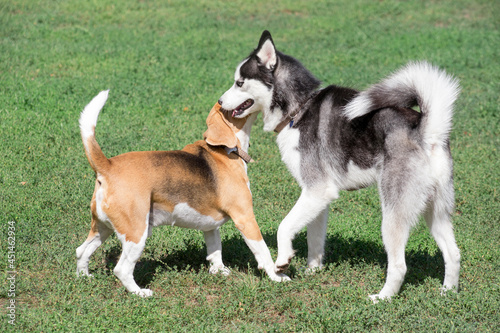 Cute english beagle puppy and siberian husky puppy are playing on a green grass in the summer park. Pet animals.