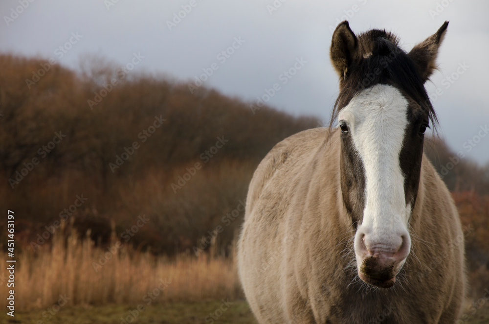 bay horse, brown horse half body looking straight ahead with white muzzle bay horse, brown horse half body looking straight ahead with white muzzle