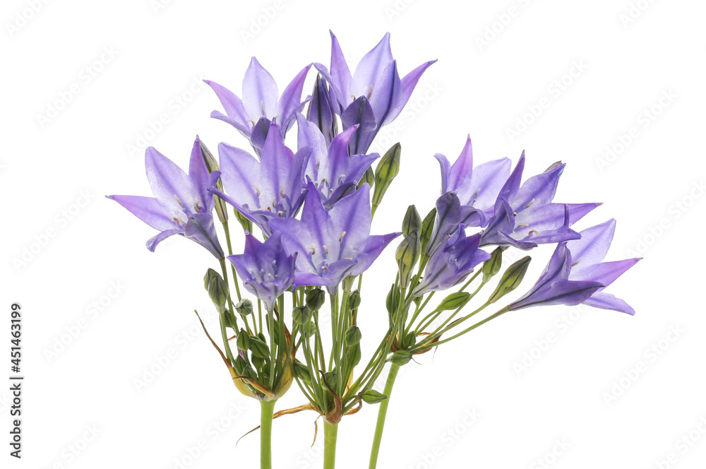 Campanula flowers and buds Campanula flowers and buds