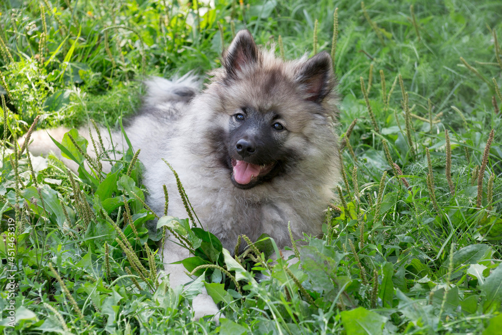 Cute german spitz puppy is lying on a green grass in the summer park and  looking at the camera. Wolfspitz or keeshond. Three month old. Pet animals.  Photos | Adobe Stock