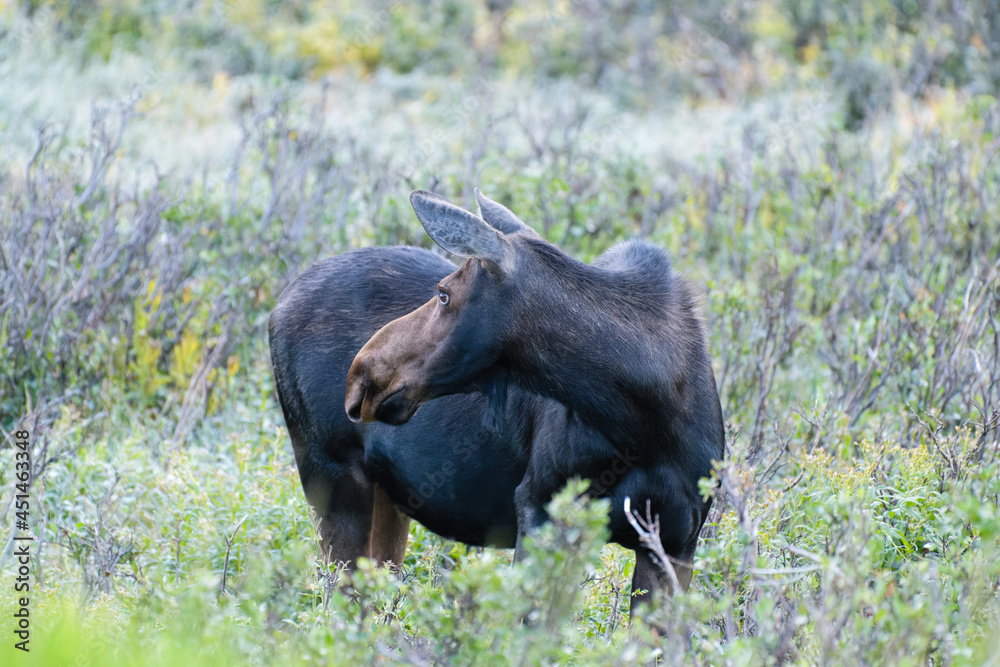 Moose in the Colorado Rocky Mountains Moose in the Colorado Rocky Mountains