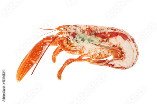 Half cooked lobster photo