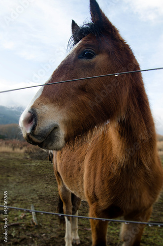 brown horse  donkey facing camera on field fence