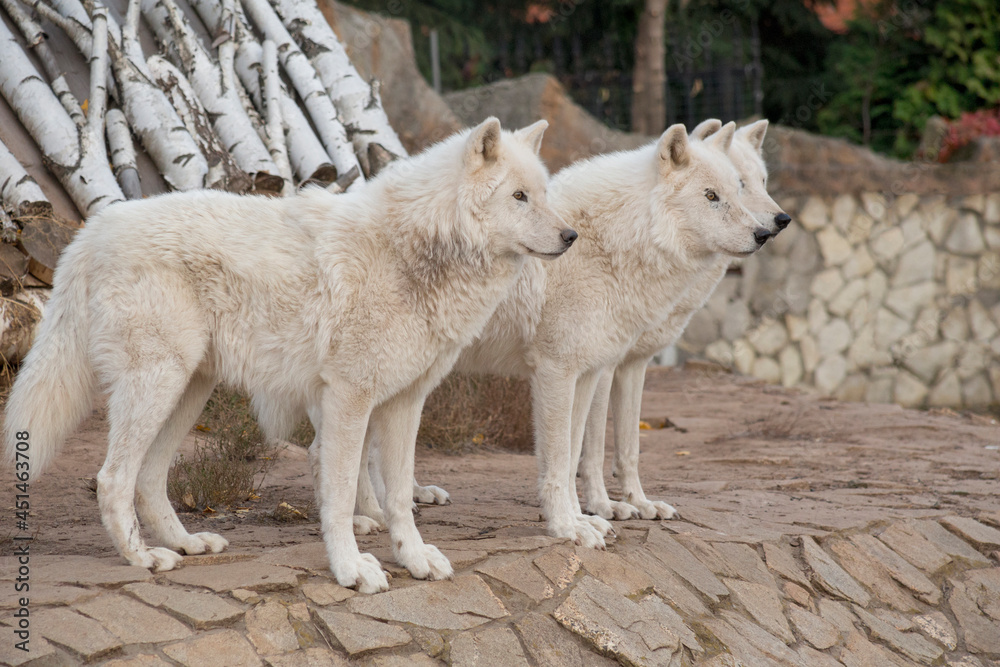 Fototapeta premium Three wild alaskan tundra wolves are standing on the gray rocks. Canis lupus arctos. Polar wolf or white wolf.