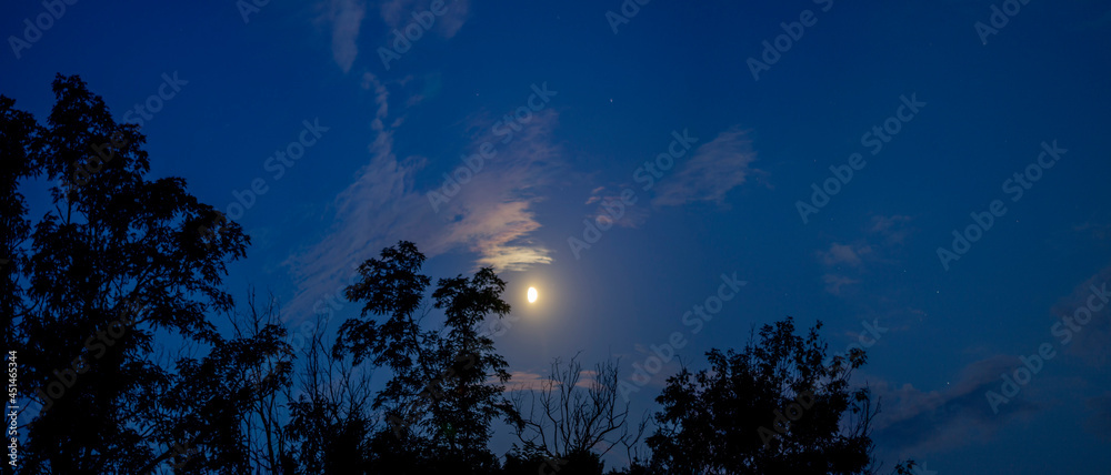 moonlight with stars on a background of trees. moonlight with stars on a background of trees.