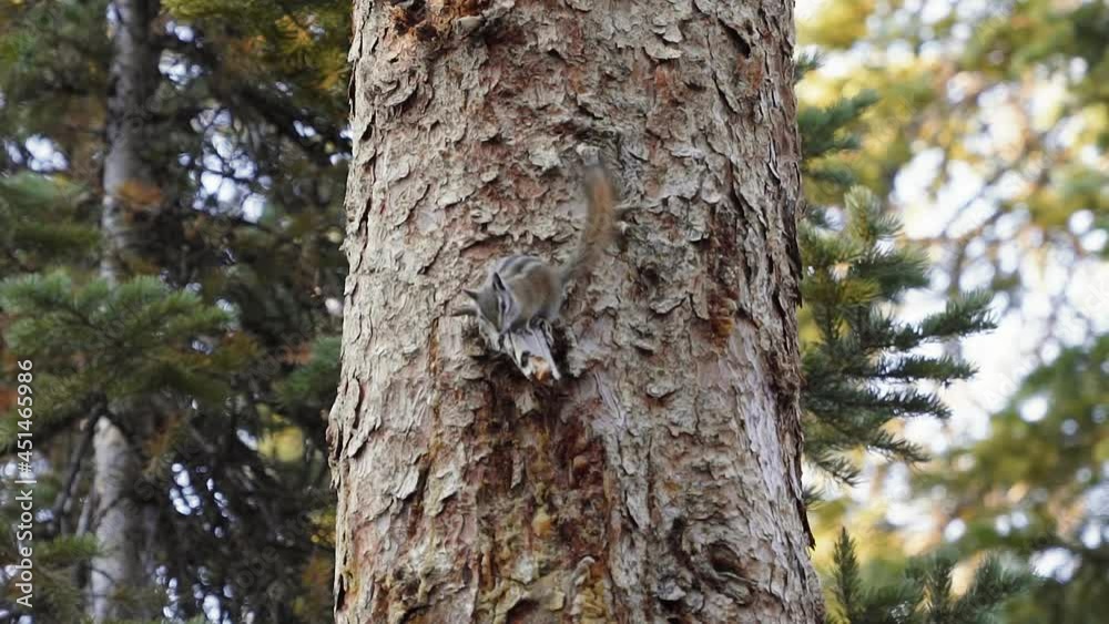 Close up slow motion shot of a cute bushy squirrel standing on the side of a large pine tree interested in something below and waving it's tail from a beautiful campground in Utah on a summer morning. Close up slow motion shot of a cute bushy squirrel standing on the side of a large pine tree interested in something below and waving it's tail from a beautiful campground in Utah on a summer morning.