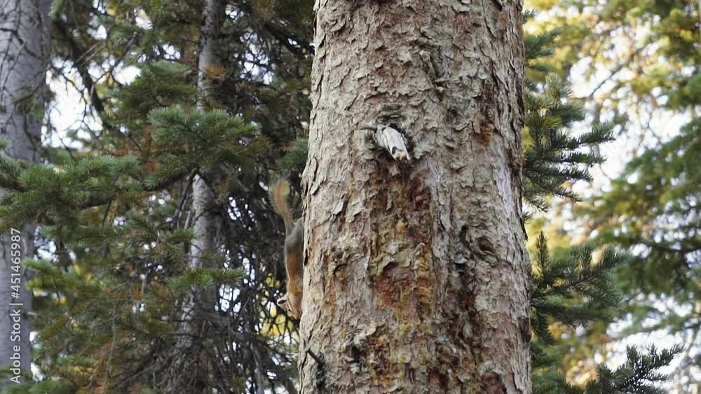 Close up slow motion shot of a cute bushy squirrel standing on the side of a large pine tree interested in something below and waving it's tail from a beautiful campground in Utah on a summer morning. Close up slow motion shot of a cute bushy squirrel standing on the side of a large pine tree interested in something below and waving it's tail from a beautiful campground in Utah on a summer morning.