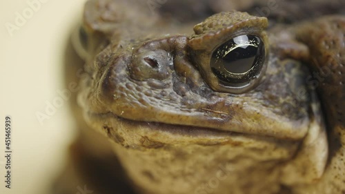 Macro portrait Cane Toad, Bufo marinus, sitting on a beige background in the studio. Rhinella marina or Poisonous toad yeah of petting zoo. Muzzle of large warty brown amphibian frog. Close up. photo
