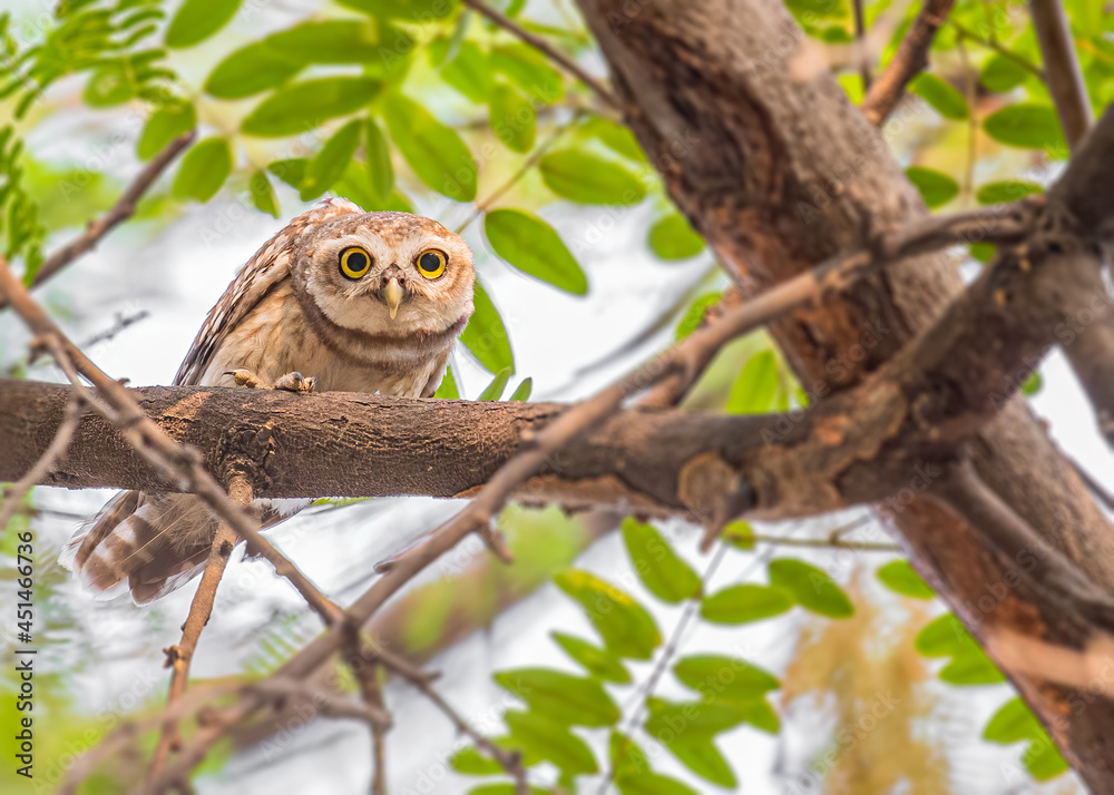 An alert spotted owl on tree