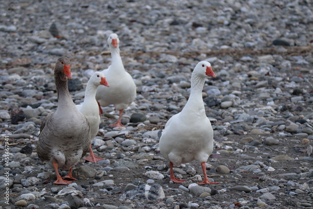 group of ducks group of ducks