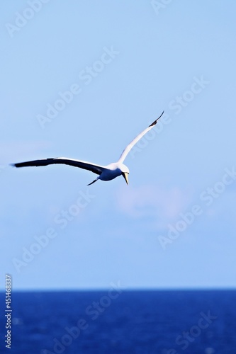 Albatros vor blauem Himmel