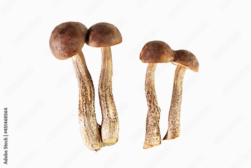 Shaggy boletus - isolated on white background. High quality photo Shaggy boletus - isolated on white background. High quality photo