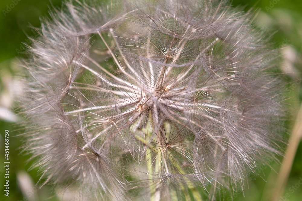 Fototapeta premium Big dandelion flower photographed close-up