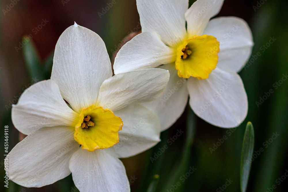 Obraz premium beautiful summer Poeticus daffodils