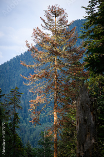 trees in the mountains