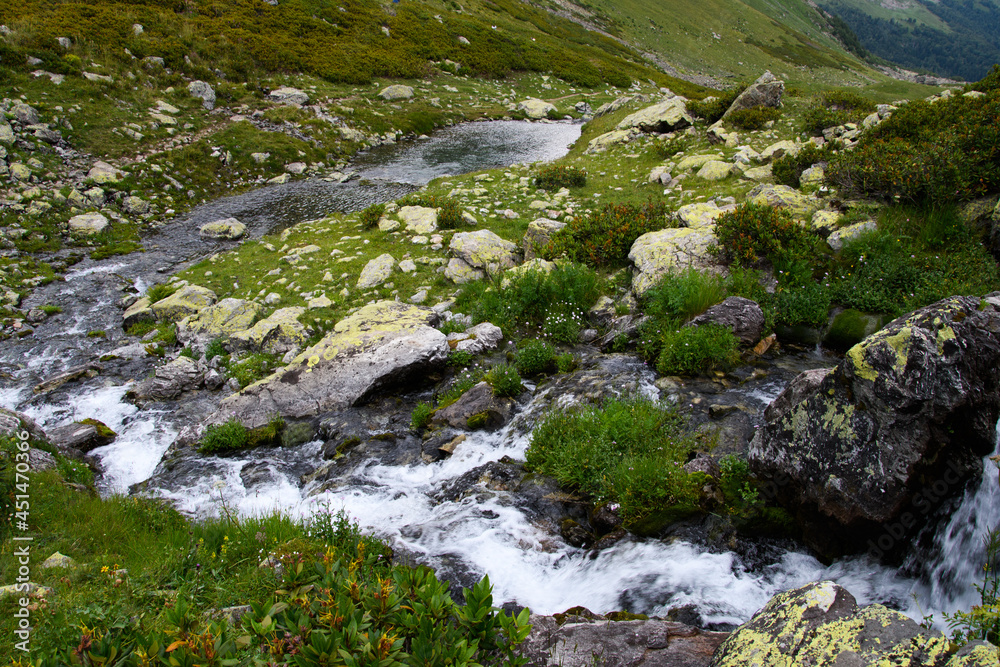 stream in the forest stream in the forest