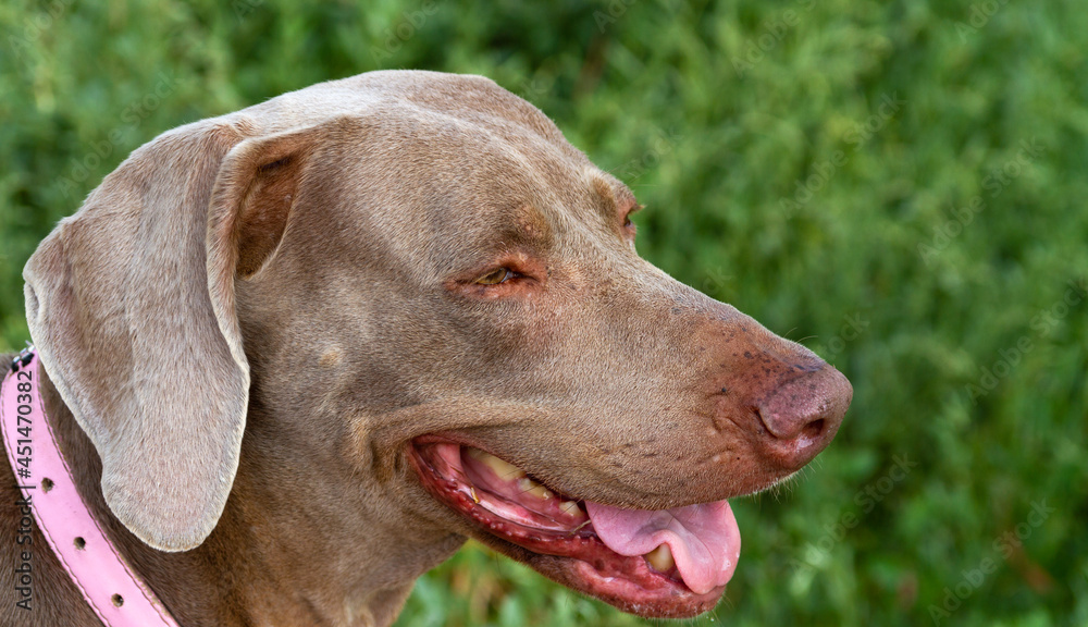 Head shot profile portrait of female Weimaraner dog on green grass background 