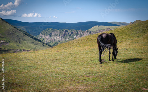 horse in the mountains