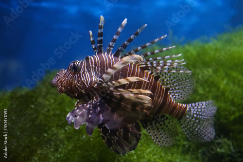 Lionfish  dendrochirus zebra   fish in an aquarium  blurred background