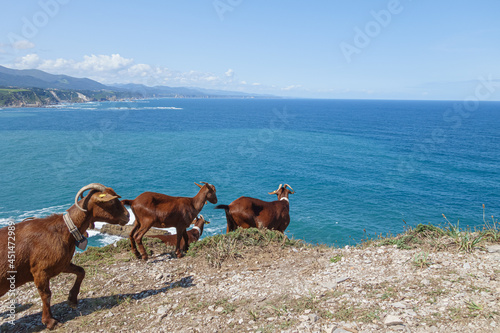 Photos Goats in Landscape of the Asturian coast from Cabo Vidio. Spain