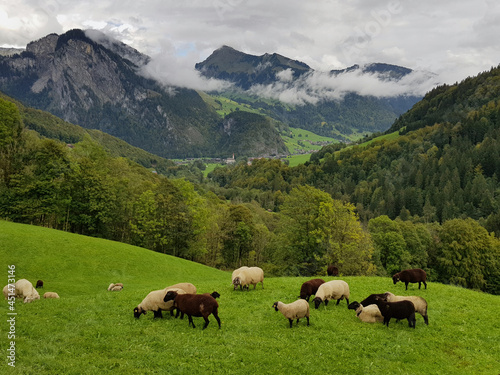 Grazing sheep on a high pasture in the mountains near Au, Bregenzerwald, Austria. Mountains, forests and a deep valley in the background.  © Hans