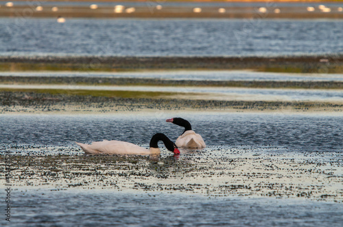 Black-necked swan, Cygnus melancoryphus in Buenos Aires, Argentina photo