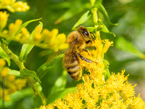 Honigbiene auf Goldrute 2 © Michael