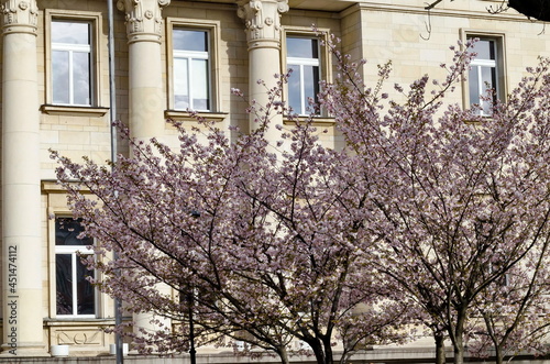 View of a blossoming Japanese cherry tree with beautiful spring flowers, suitable for background, Sofia, Bulgaria  © vili45