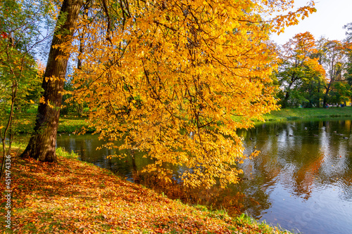 Alexander park in autumn  Pushkin  Tsarskoe Selo   Saint Petersburg  Russia