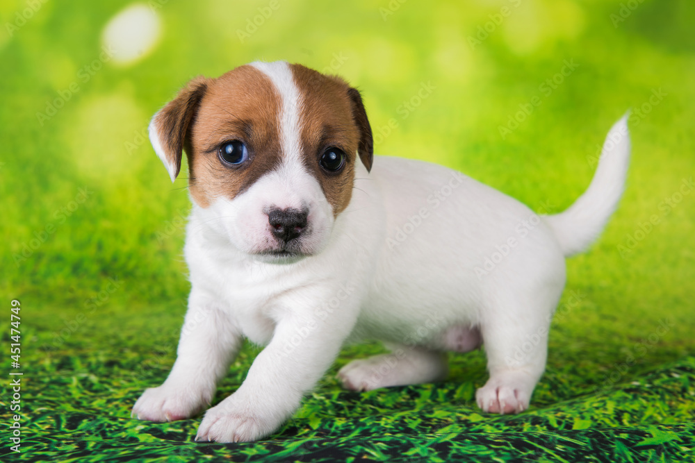 Jack Russell Terrier puppy dog on a green background