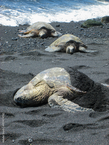 Green Sea Turtle on a Black Lava Sand Beach in Hawaii