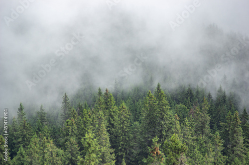 Fir forest in fog in the Carpathian mountains, summer landscape © onyx124