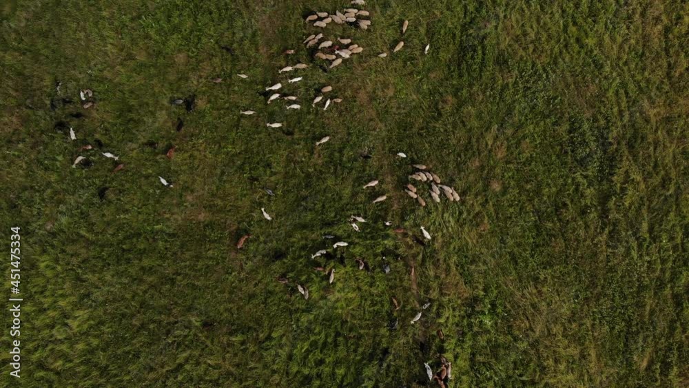 Aerian view . A herd of goats in a pasture.