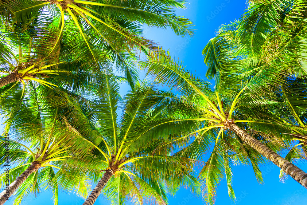 Coconut palms tropical background, Boracay island