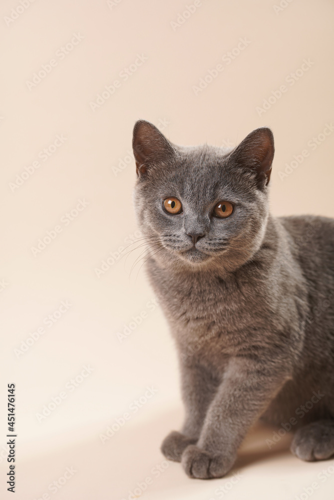 A young british short-hair cat - a grey kitten looking right into the camera on a beige colored background