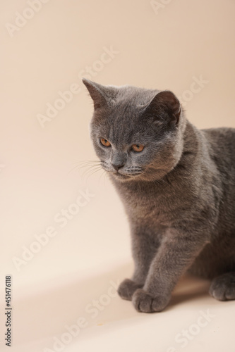 A young british short-hair cat - a grey kitten looking not interested on a beige colored background