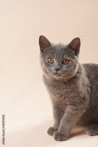 A young british short-hair cat - a grey kitten looking right into the camera on a beige colored background © Romana