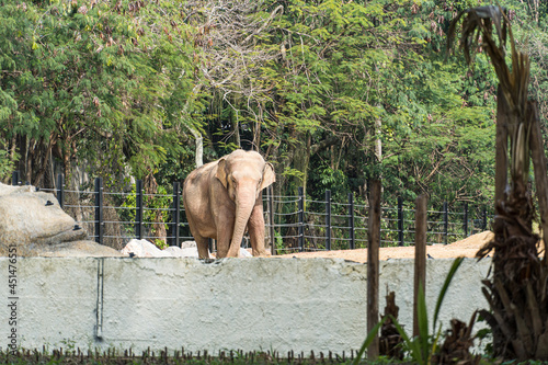 Beautiful adult Elephant, large mammal, in a bio park.