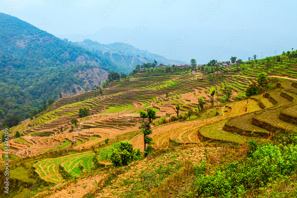 Fototapeta premium Terraced rice field near Pokhara, Nepal