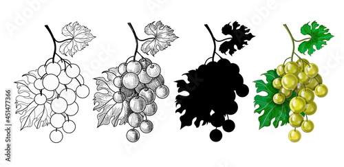 A set of four bunches of grapes. Bunch of grapes in outline, doodle style, black silhouette and green grapes in cartoon style. Drawing isolated on a white background. Stock vector illustration.