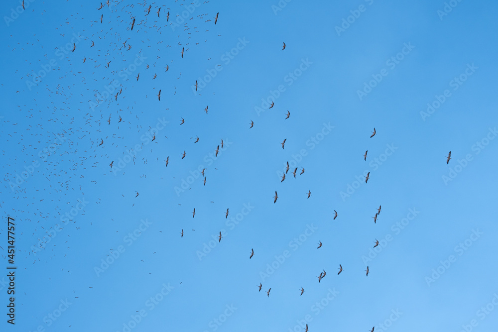flock of storks migrating in the blue sky flock of storks migrating in the blue sky
