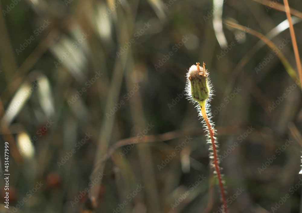 wild grasses with flowers in the meadows of tuscany s wild grasses with flowers in the meadows of tuscany s
