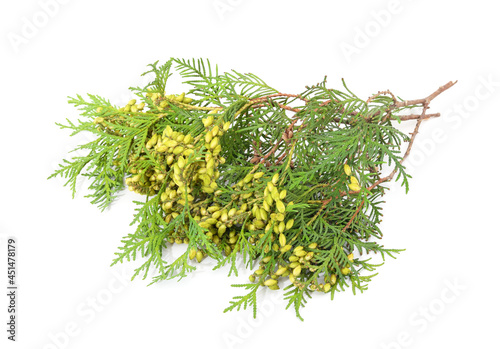 Green branch of thuja.