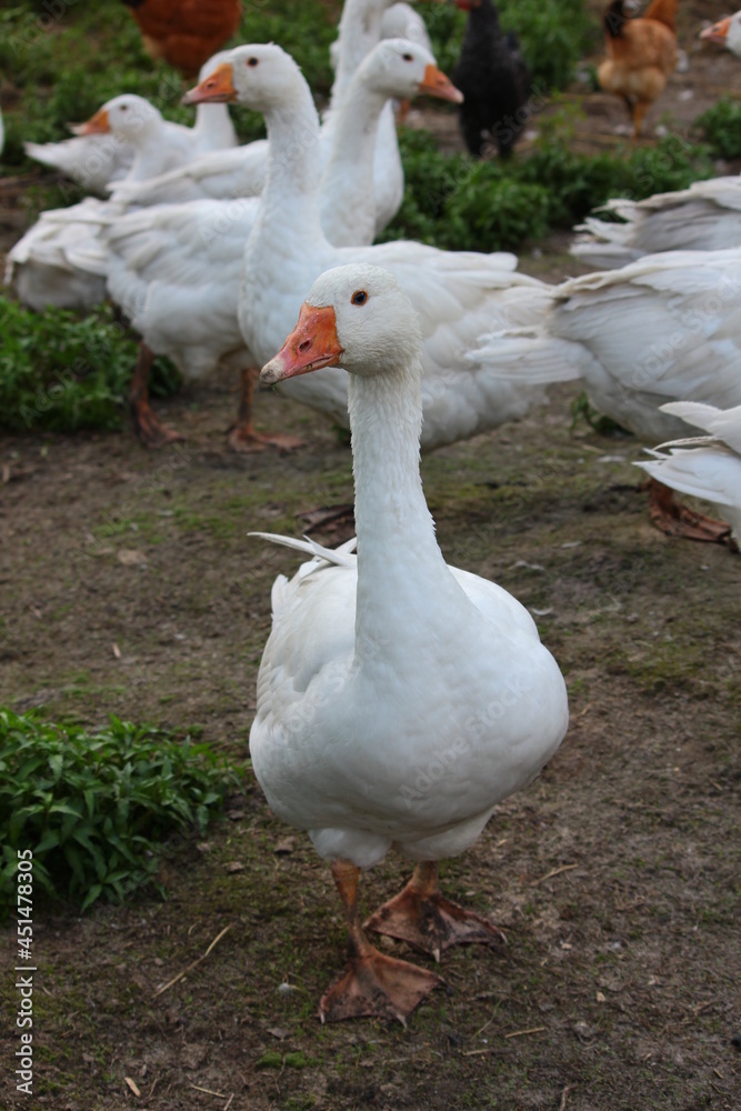 Geese in a country yard. Free range poultry farming Geese in a country yard. Free range poultry farming
