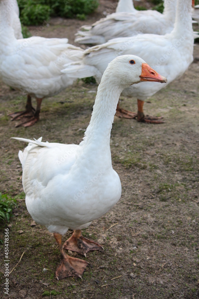 Geese in a country yard. Free range poultry farming Geese in a country yard. Free range poultry farming
