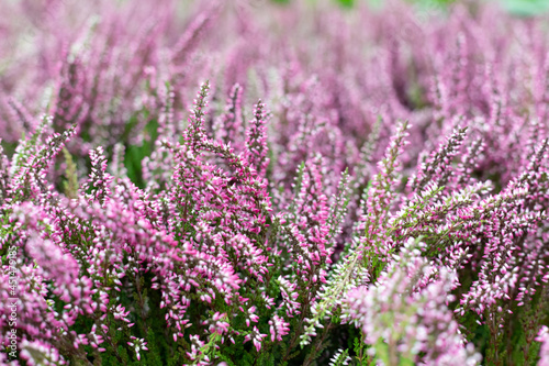 Blooming purple pink heather flowers. Floral background. Garden heather close-up. Blur