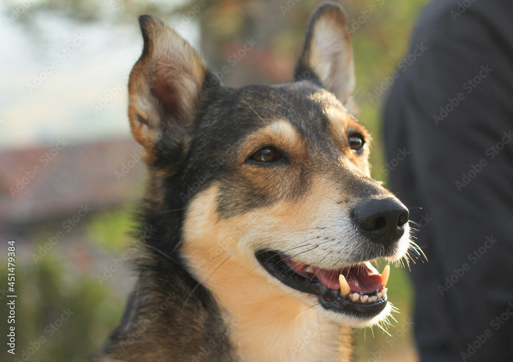Fototapeta premium Satisfied muzzle of a dog in the rays of the sun, on a blurred background of nature 
